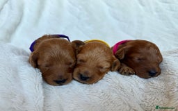 Cavapoo dogs for sale: Beautiful Red F1b Cavapoo Puppies - Image 11