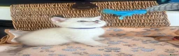 British Shorthair cats for sale: Cuteness overload♥️ British shorthair/chinchillas  - Advert 22