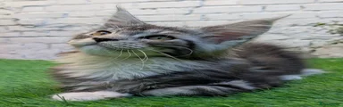 Majestipaws Rania