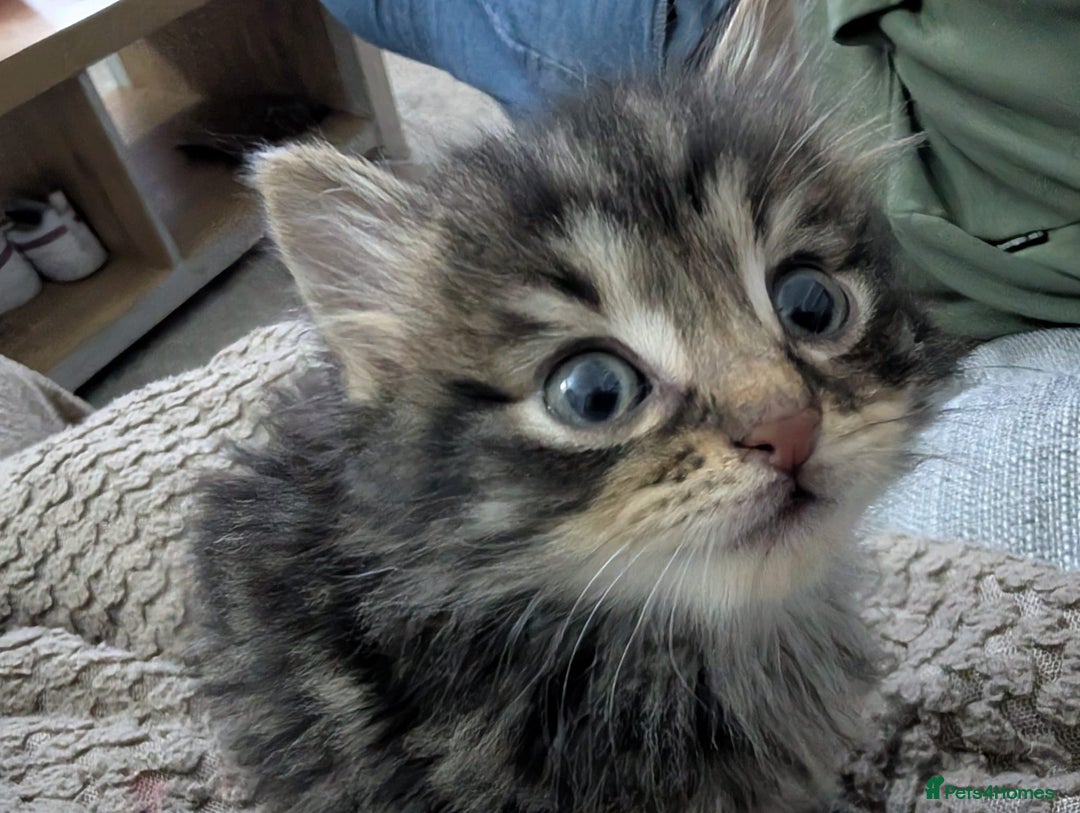 Mixed Breed cats for sale: Fluffy Ragdoll type kittens  - Advert 4