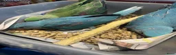 Parrots birds for sale: blue alexandrines  in Dudley - Advert 4