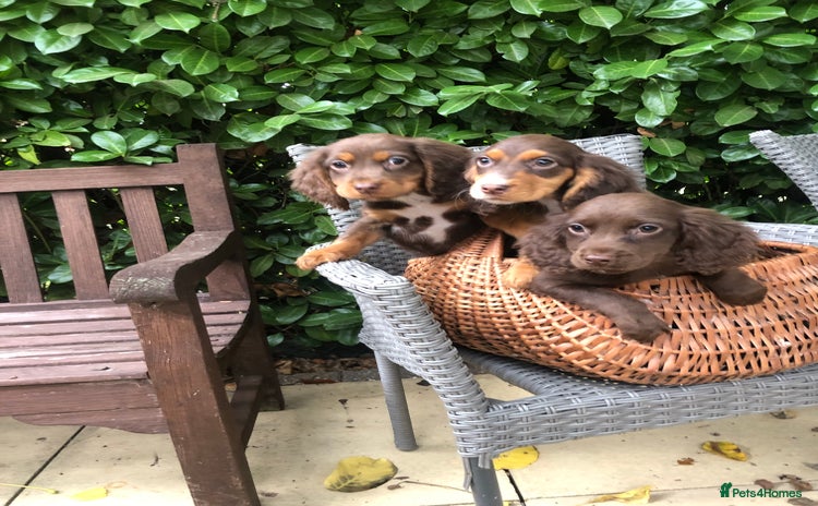 Cocker Spaniel dogs - Advert 2