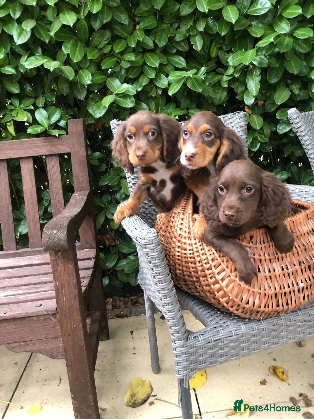 Cocker Spaniel dogs for sale: Cocker spaniel puppy’s  - Image 1
