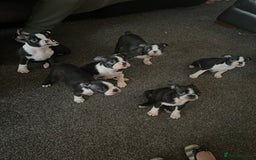 Boston Terrier dogs for stud: BOSTON TERRIER STUD in Lytham Saint Annes - Image 8