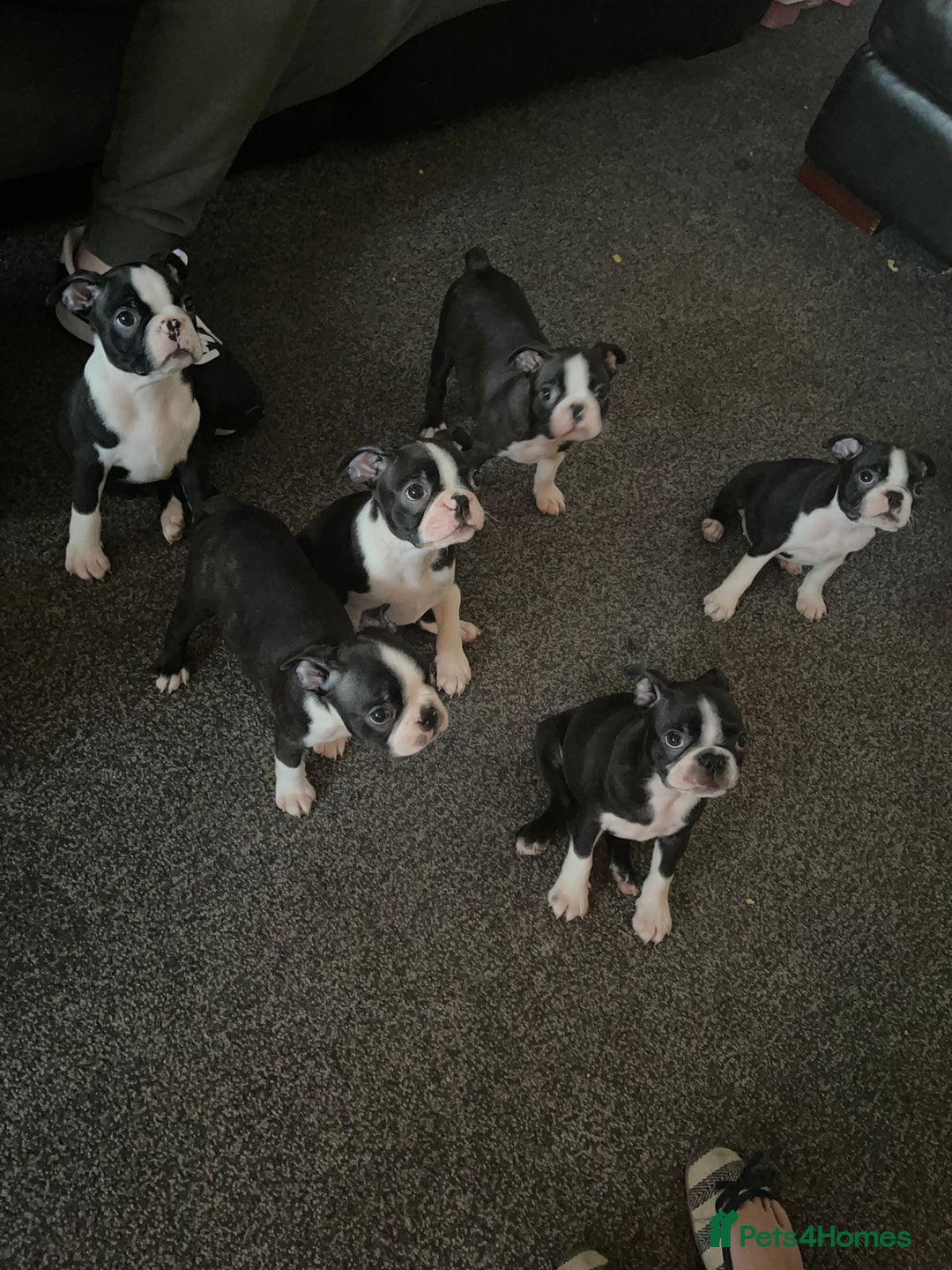 Boston Terrier dogs for stud: BOSTON TERRIER STUD in Lytham Saint Annes - Image 8