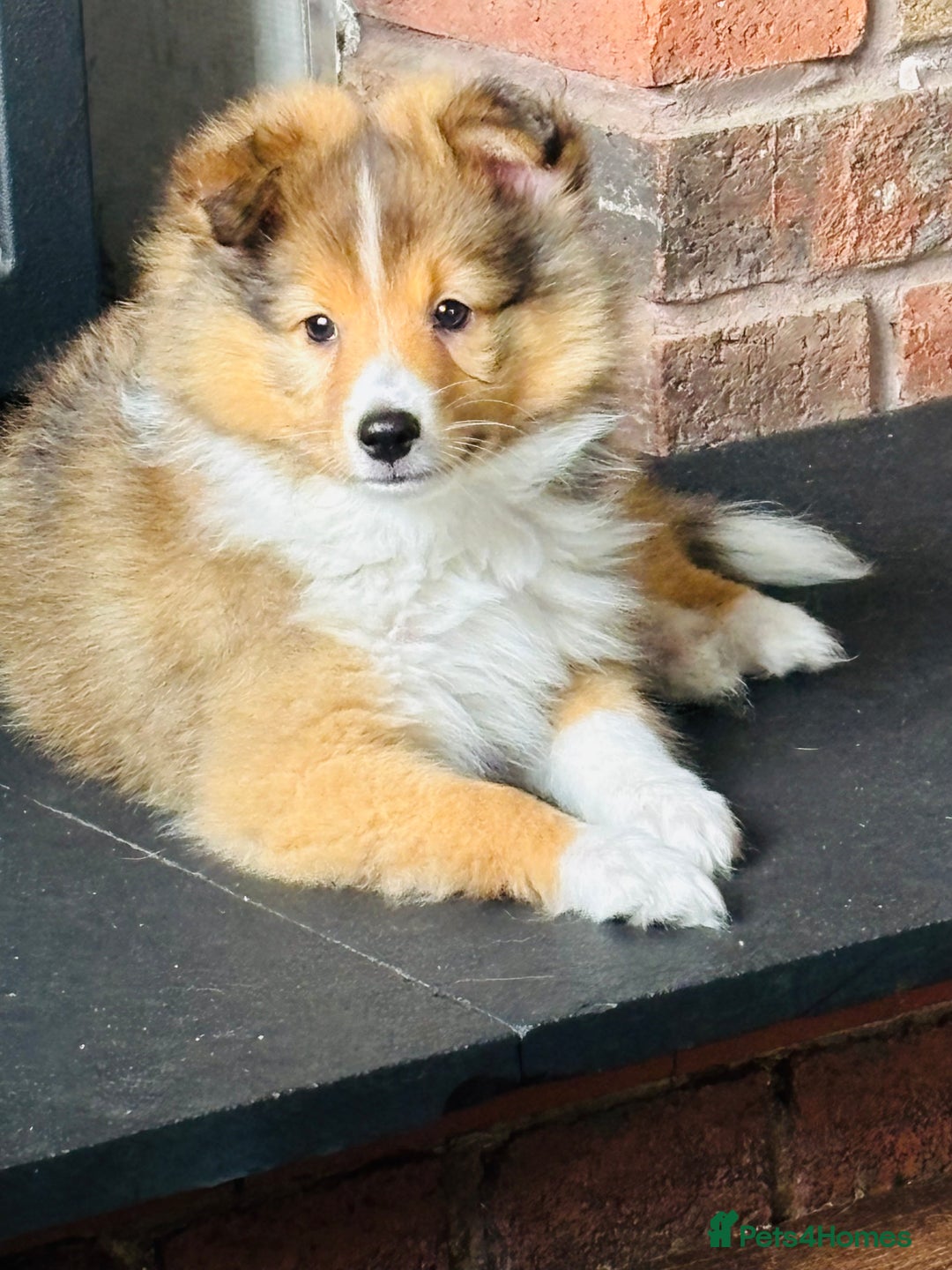 Shetland Sheepdog dogs for sale: Beautiful Shetland Sheepdog Puppies  in Goole - Image 1