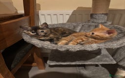 Mixed Breed cats for sale: Kittens ready for forever homes - Image 4