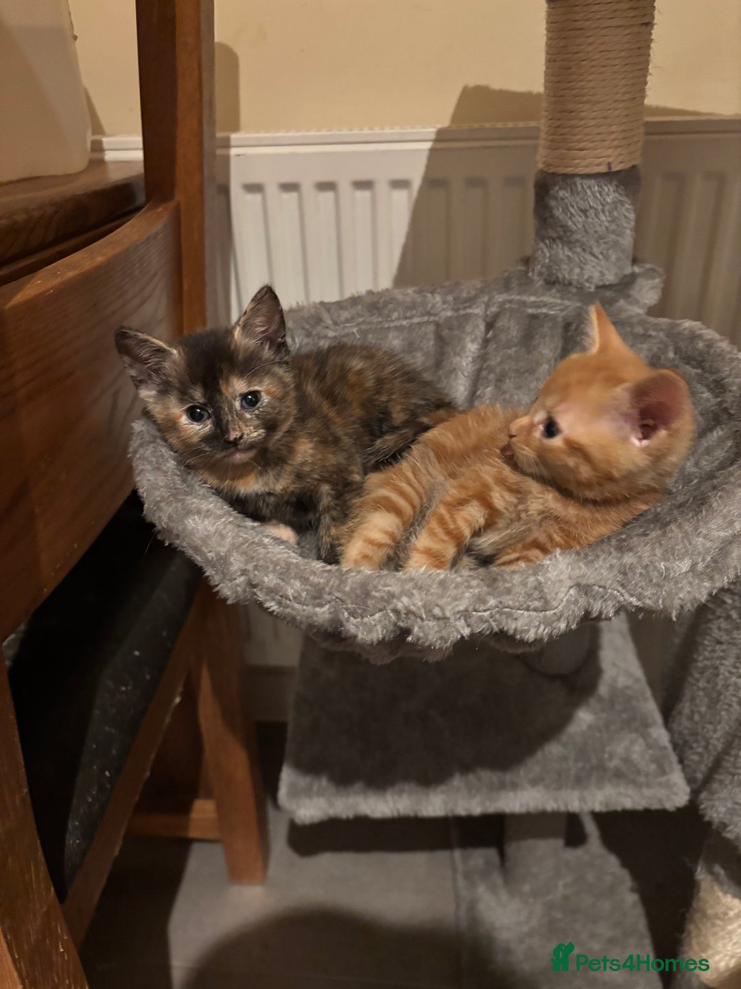 Mixed Breed cats for sale: Kittens ready for forever homes - Image 4