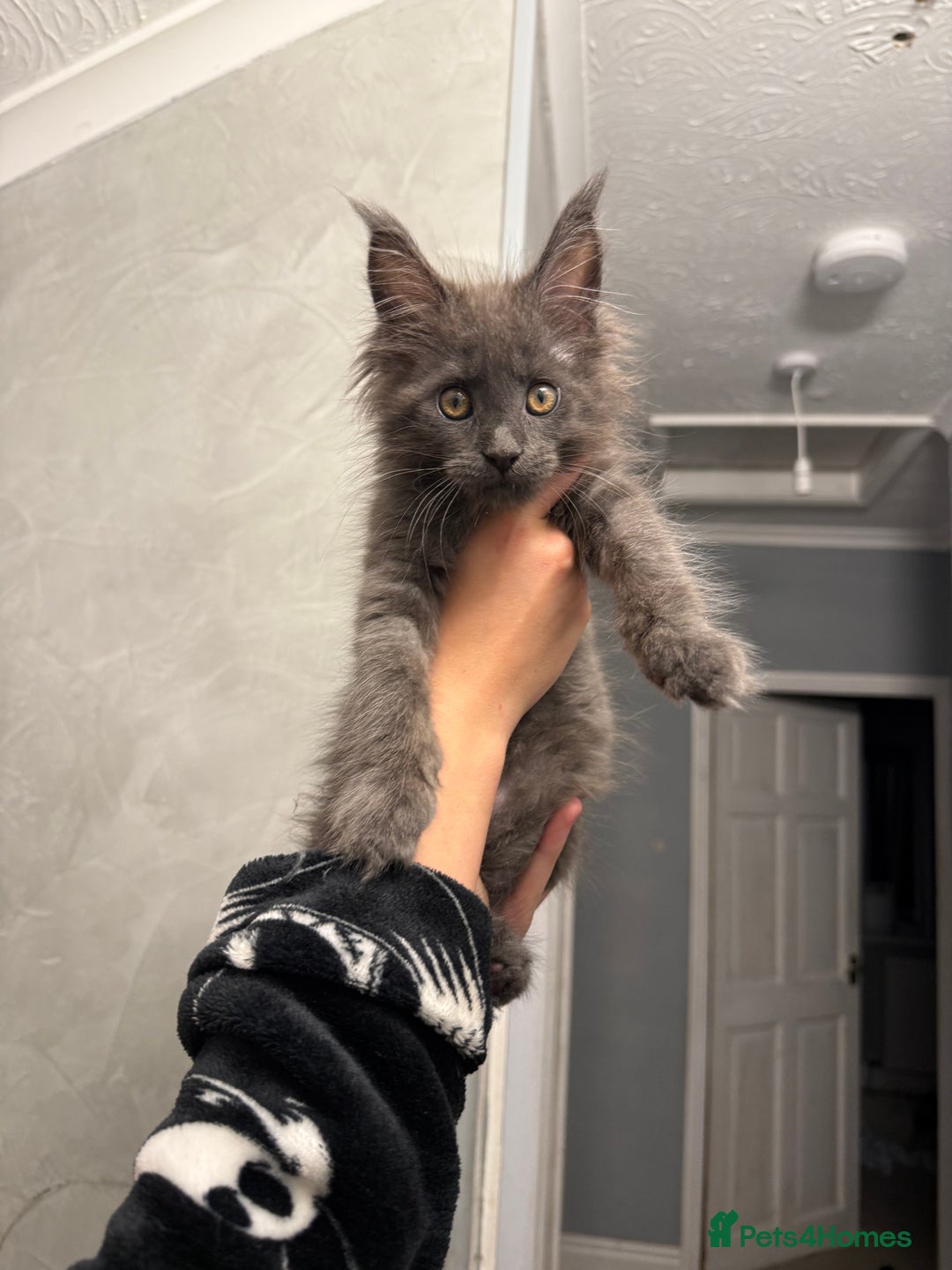 Maine Coon cats for sale: 1 REMAINING 12 week old female blue   - Image 1