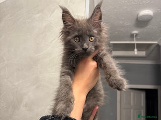 Maine Coon cats - Advert 22