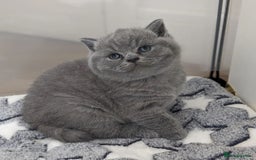British Shorthair cats for sale: GCCF REGISTERED BRITISH SHORTHAIR KITTENS  - Image 4