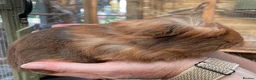 Guinea Pig rodents for sale: Lovely baby guinea pigs  - Advert 8