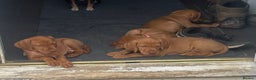 Hungarian Vizsla dogs for stud: Proven KC Reg Health Tested Dual Purpose Stud Dog - Advert 10