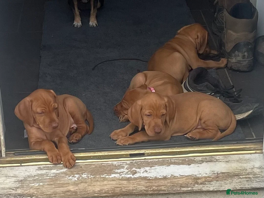 Hungarian Vizsla dogs for stud: Proven KC Reg Health Tested Dual Purpose Stud Dog - Advert 10