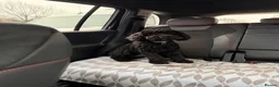 Cockapoo dogs for stud: F2 Cockapoo Stud - Advert 2