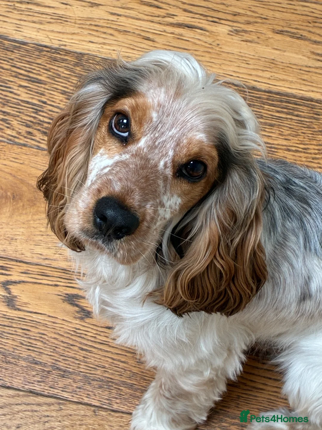 Cocker Spaniel dogs for stud: Male Show Cocker Spaniel Stud - Milo in Hitchin - Advert 2