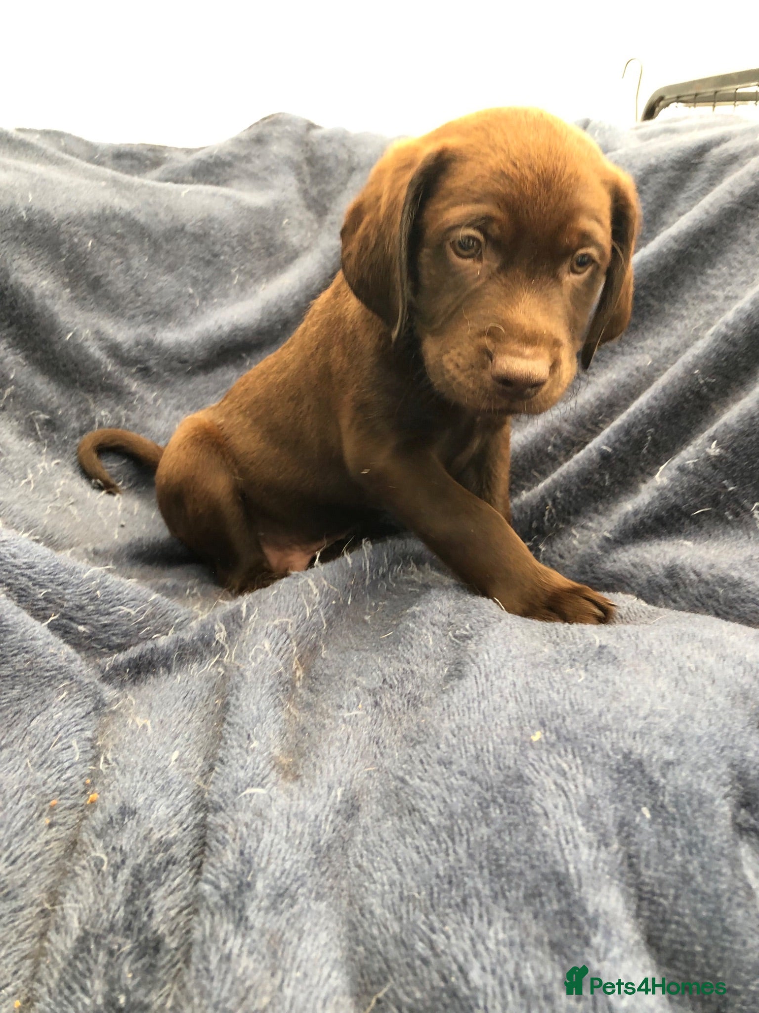 Labrador Retriever dogs READY NOW 1 Male Chocolate Labrador Puppy - Advert 1