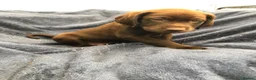 Labrador Retriever dogs for sale: READY NOW 1 Male Chocolate Labrador Puppy - Advert 1