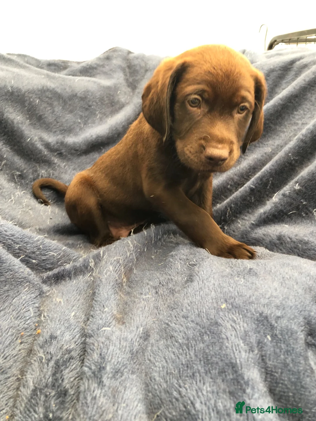 Labrador Retriever dogs for sale: READY NOW 1 Male Chocolate Labrador Puppy - Advert 1