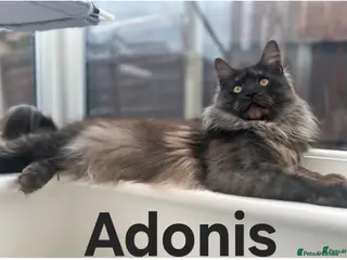 Maine Coon cats GCCF registered Blue Maine coon litter - Advert 15