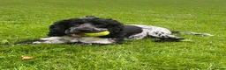 Cocker Spaniel dogs for stud: Coker spaniel show type blue roan pedigree KC - Advert 4
