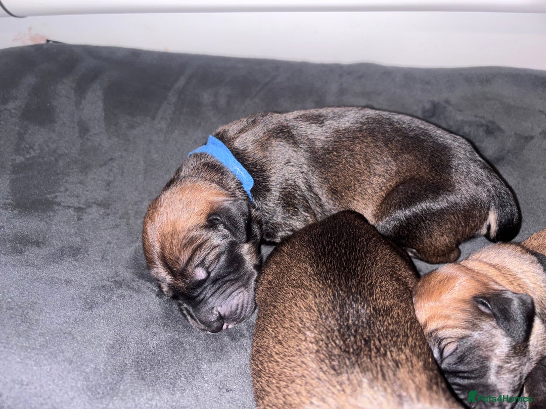 Mixed Breed dogs for sale: Saluki Bull Grey Puppies  - Image 18