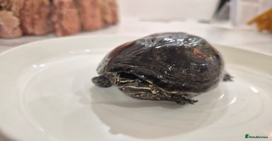 Turtle reptiles - Advert 7