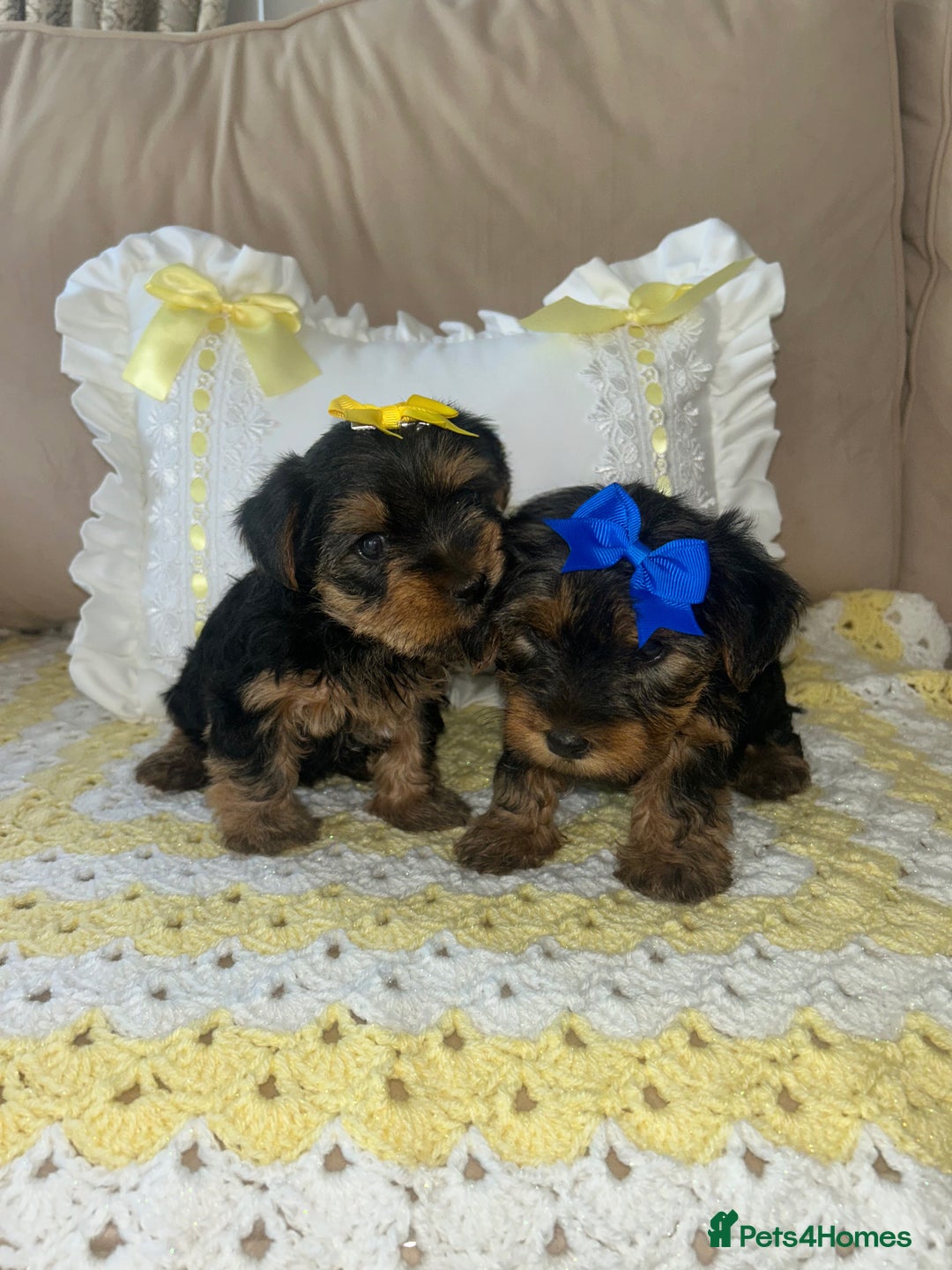 Yorkshire Terrier dogs for sale: Beautiful Yorkshire terrier puppy’s  - Image 3