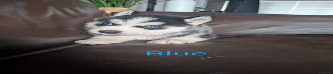 Siberian Husky Puppy 2