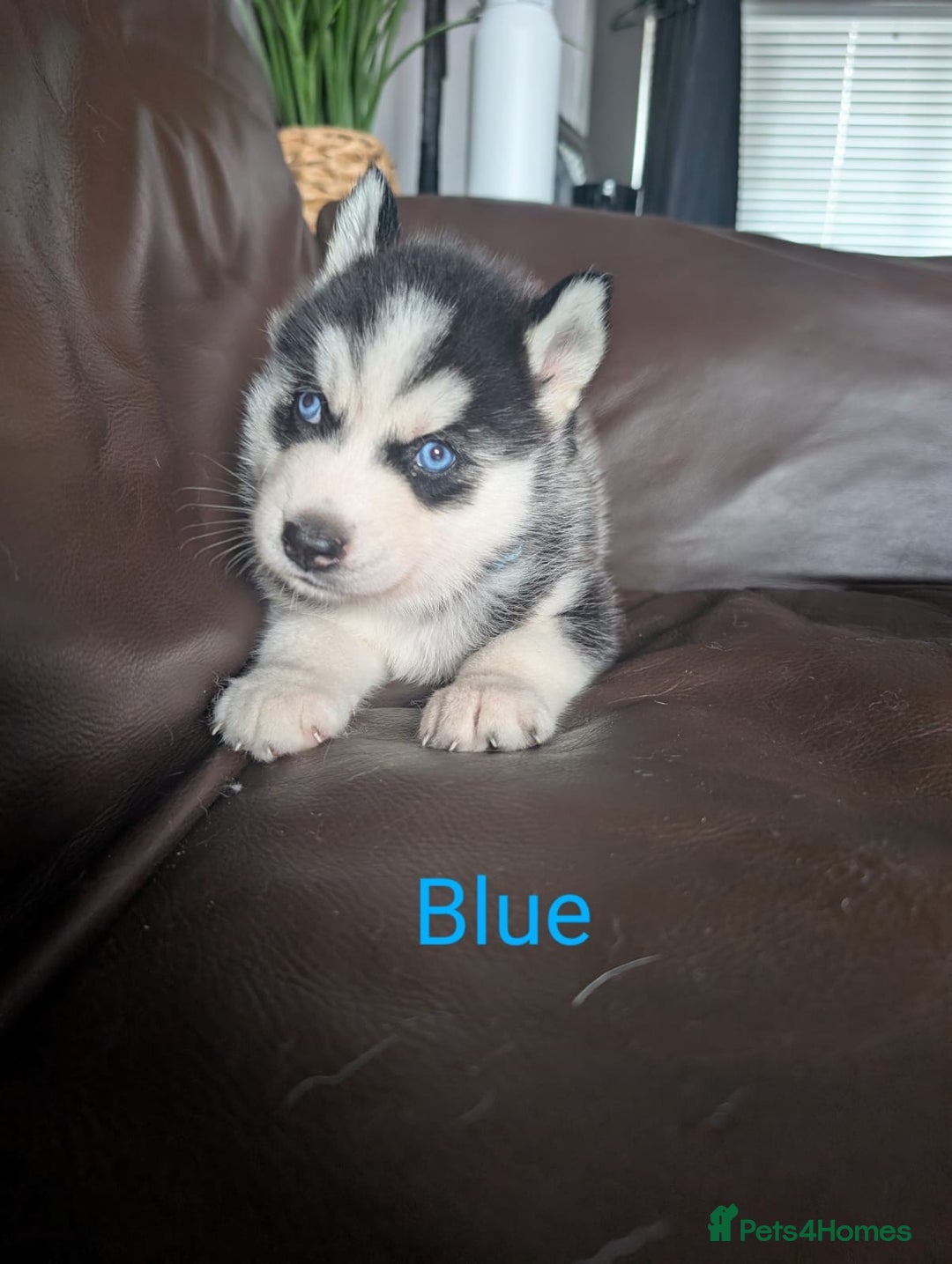 Siberian Husky dogs for sale: Beautiful Siberian husky puppies - Image 10