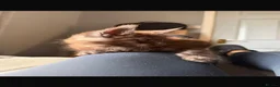 Maine Coon cats for sale: READY TO GO🏡🏡 Gaint mainecoon babies - Advert 14