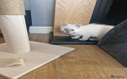 Ragdoll cats for sale: Adorable ragdoll kittens  - Image 11