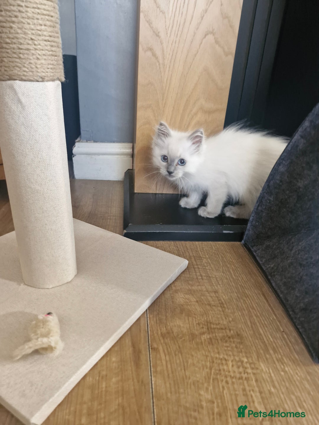 Ragdoll cats for sale: Adorable ragdoll kittens  - Image 11