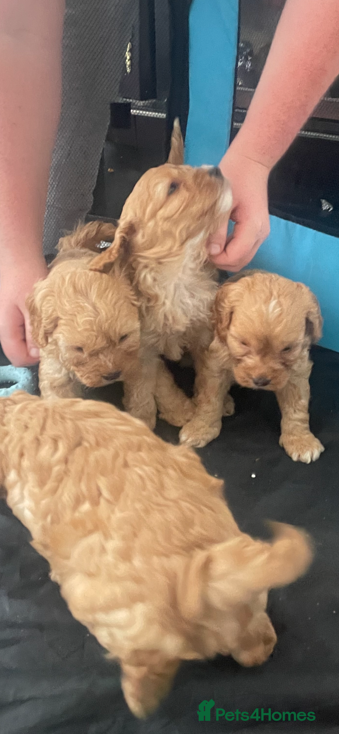 Cavapoo dogs for sale: F1 cavapoo - Image 3