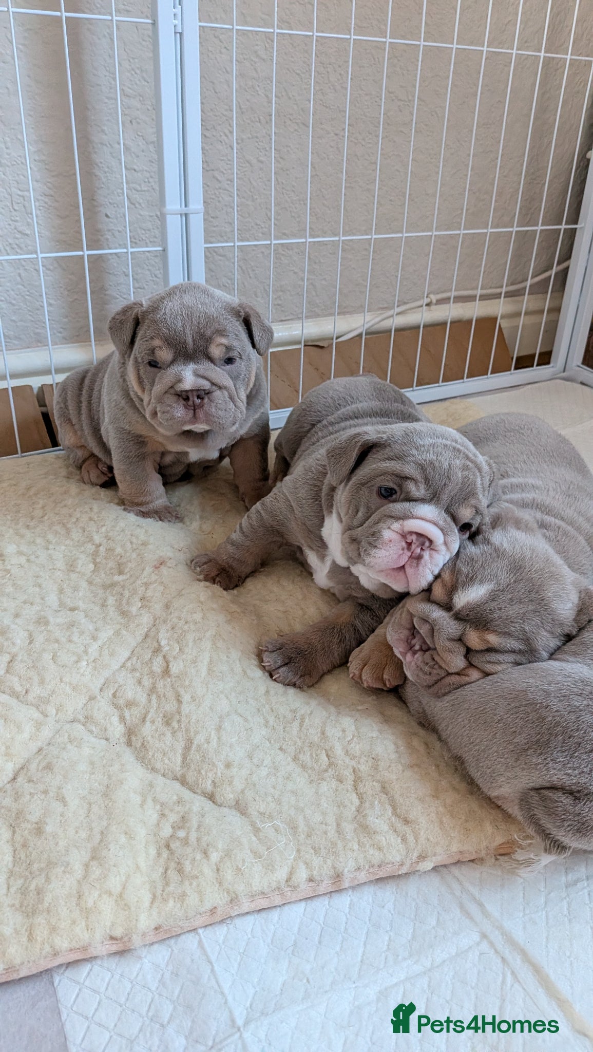 English Bulldog dogs Adorable KC  registered well bred puppies  - Advert 6
