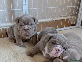 English Bulldog dogs Adorable KC registered well bred puppies - Advert 4