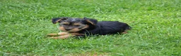 Yorkshire Terrier dogs for sale: Purebred Yorkshire Terrier Puppies Vaccinated  - Advert 11