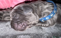 Neapolitan Mastiff dogs for sale: Neapolitan mastiff puppies  - Image 4