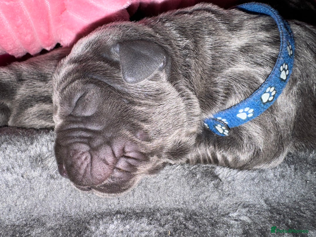 Neapolitan Mastiff dogs for sale: Neapolitan mastiff puppies  - Image 4