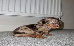 Miniature Dachshund dogs for sale: ADORABLE MINIATURE DACHSHUND PUPPIES  - Image 6
