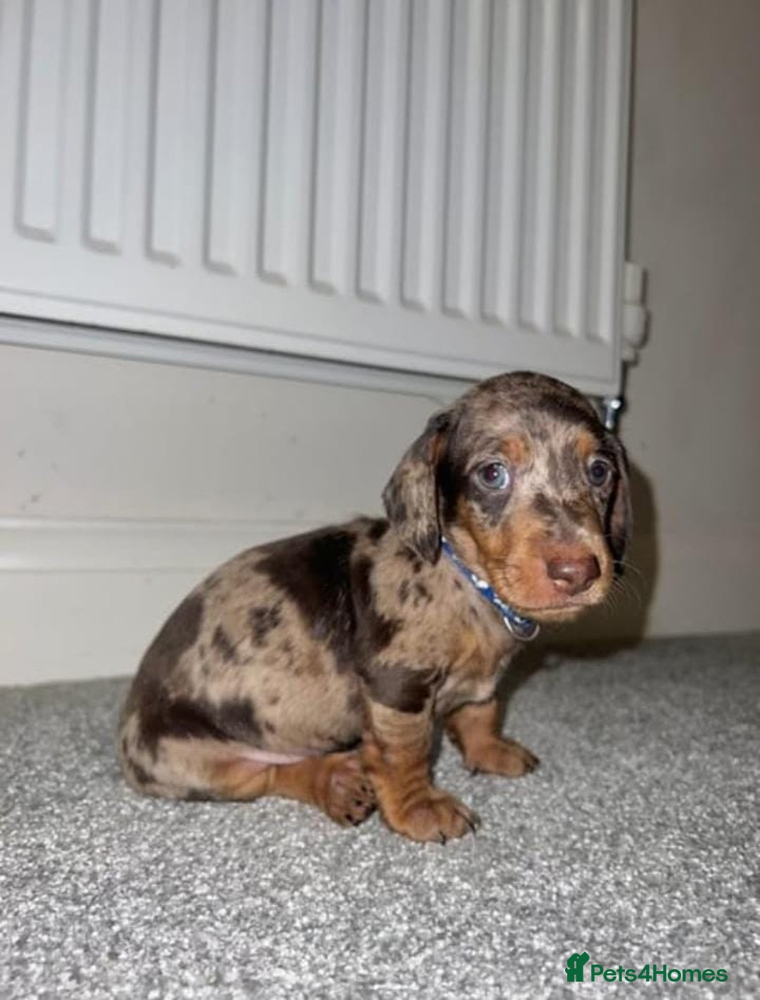 Miniature Dachshund dogs for sale: ADORABLE MINIATURE DACHSHUND PUPPIES  - Image 6