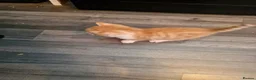 Mixed Breed cats for sale: Beautiful kittens ready soon in Glasgow - Advert 4