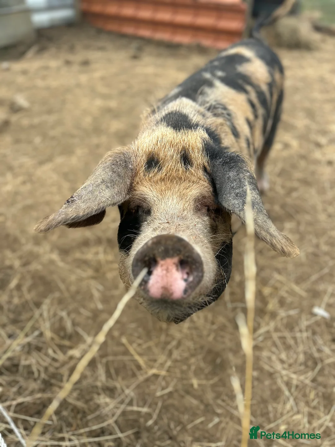 Pig livestock for sale: Two Oxford and Sandy Black pigs in Hornsea - Advert 2