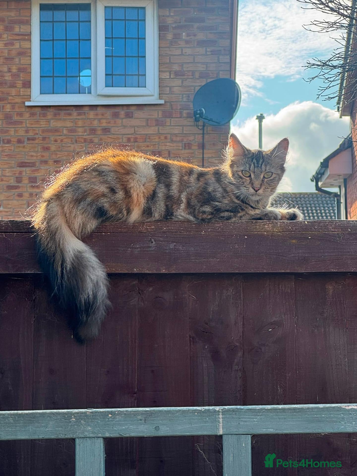 Maine Coon cats Ginger /silver / white  female  - Advert 1