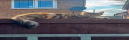 Maine Coon cats for sale: Ginger /silver / white  female  - Advert 1