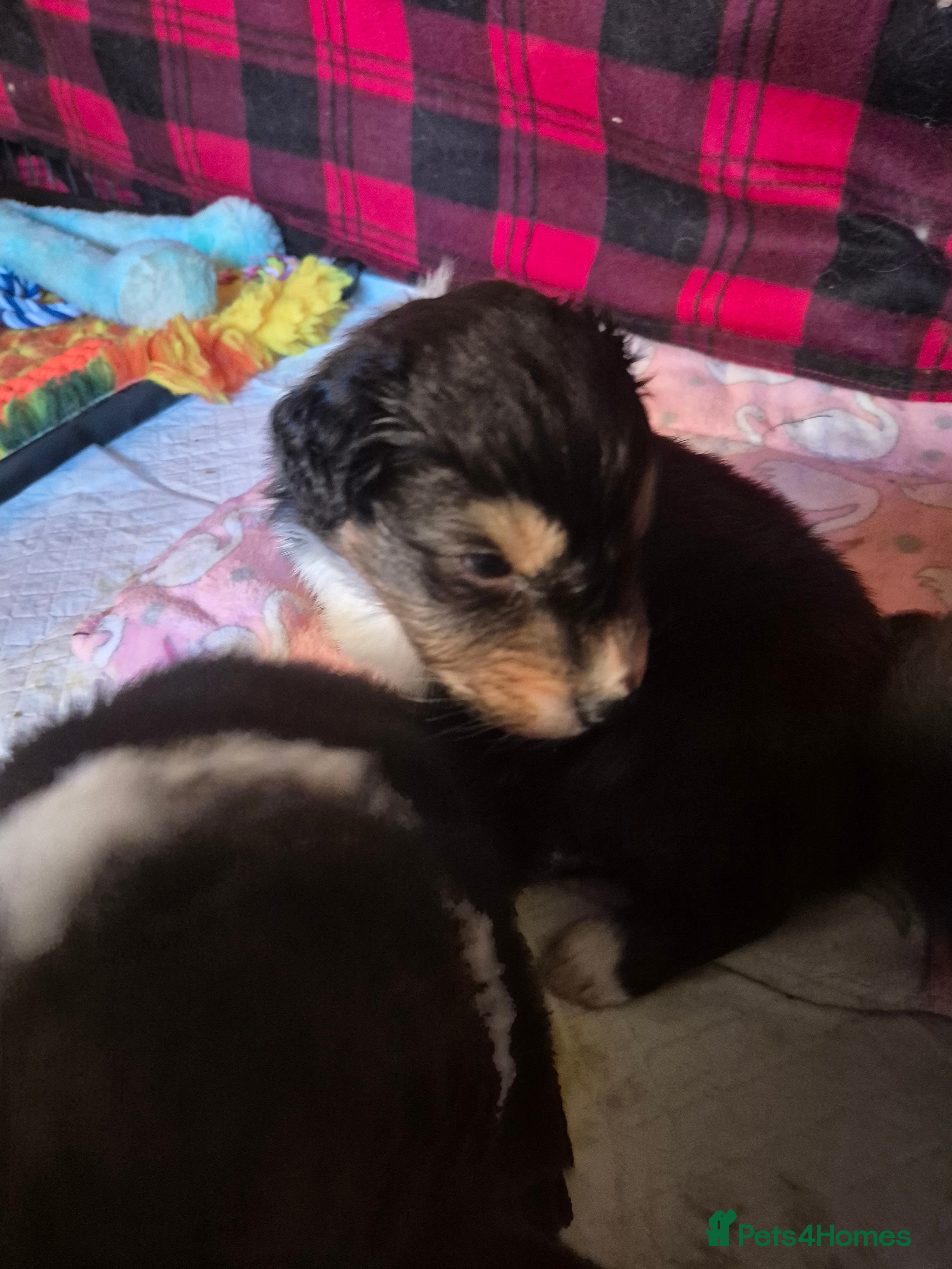 Australian Shepherd dogs Australian Shepherd Puppies - Advert 2