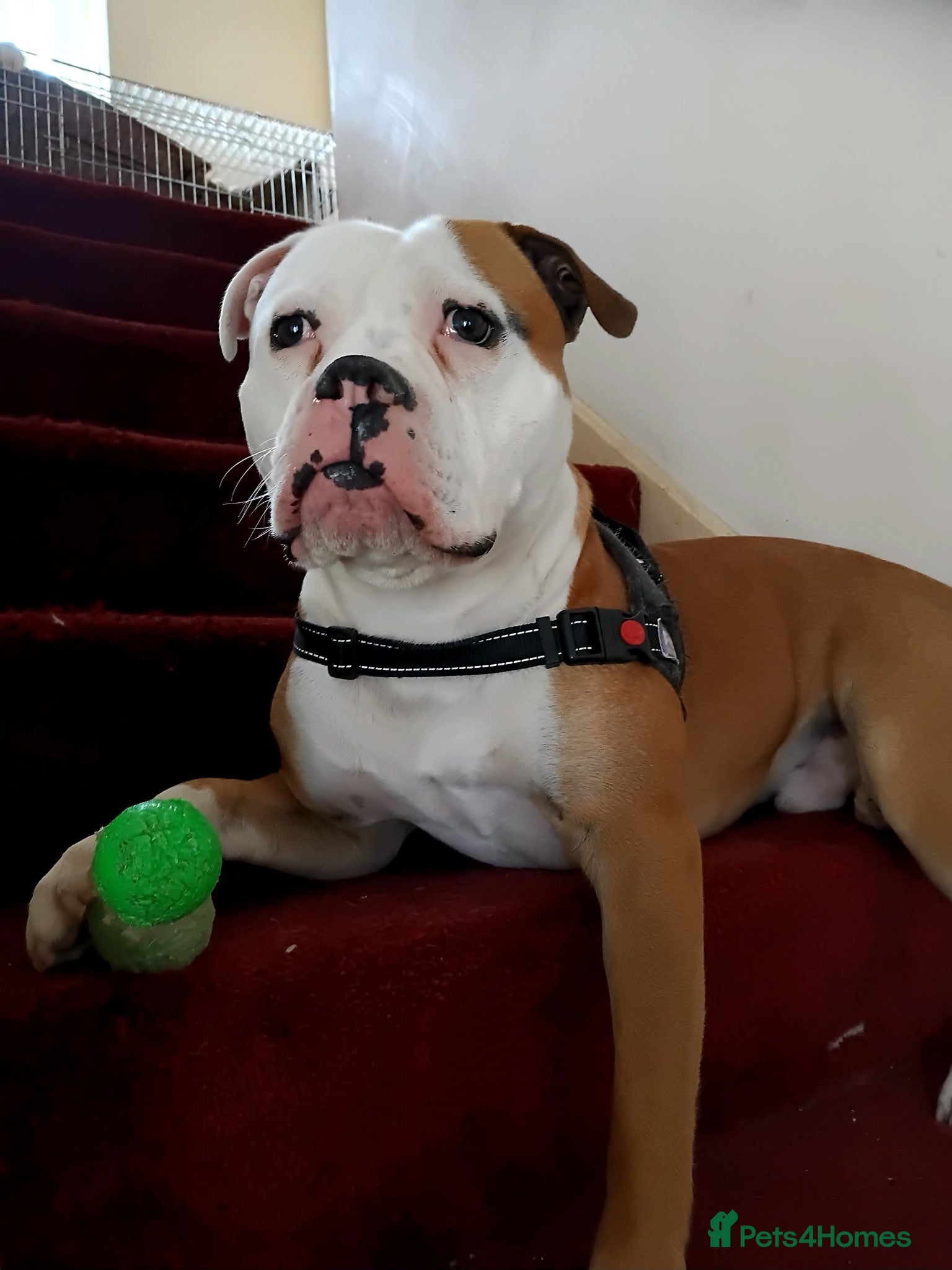 American Bulldog dogs Apollo American bull dog 2 years old  - Advert 2