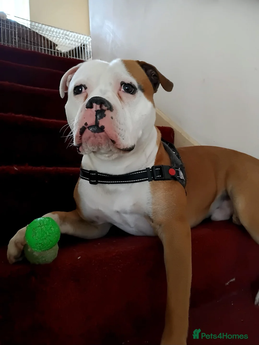 American Bulldog dogs for sale: Apollo American bull dog 2 years old  in Hartlepool - Advert 1