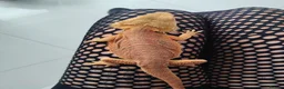 Bearded Dragon reptiles for sale: Bearded dragon  - Advert 3