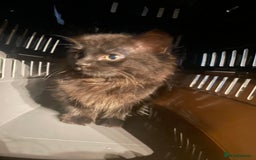 Mixed Breed cats for sale: Mixed female for sale  - Image 1